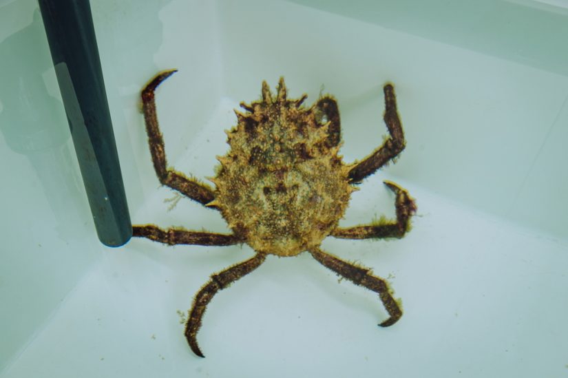 reproduction-grande-araignee-mediterranee