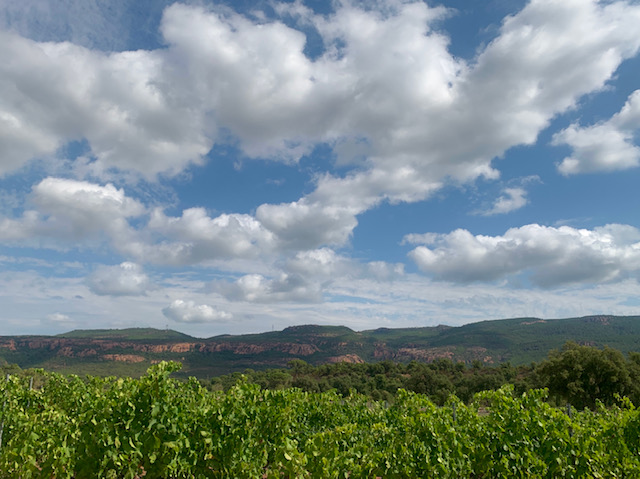 Une loi et un financement participatif pour aider les jeunes vignerons 2