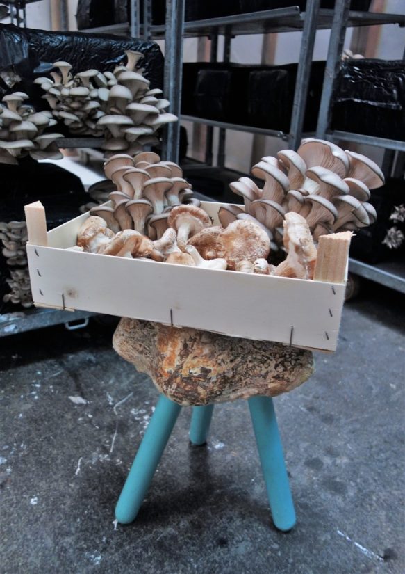 agriculture-urbaine-champignons-mycotopia