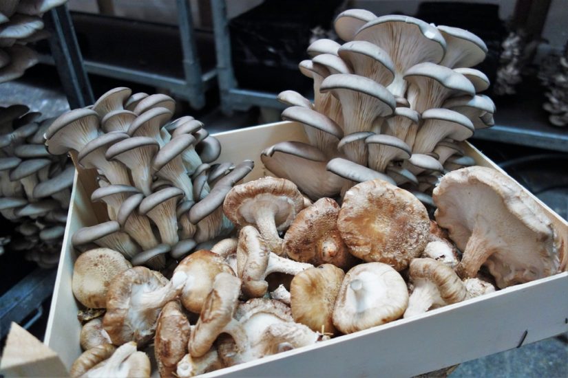 culture-champignon-marseille-pleurote-shiitake