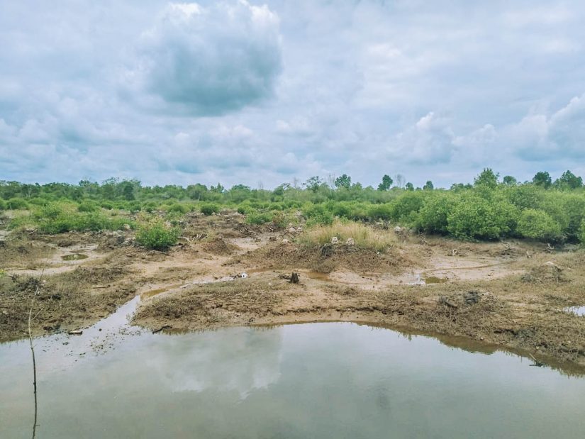 mangrove reforestée