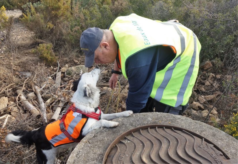 chien-recherche-fuite-reseau-eau