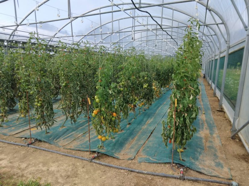 Alternative à la prison : une ferme pour les femmes en fin de peine 4