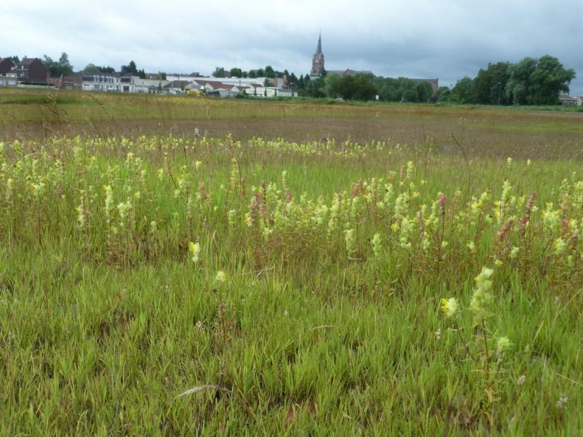 Des prairies fleuries sur les friches industrielles 2