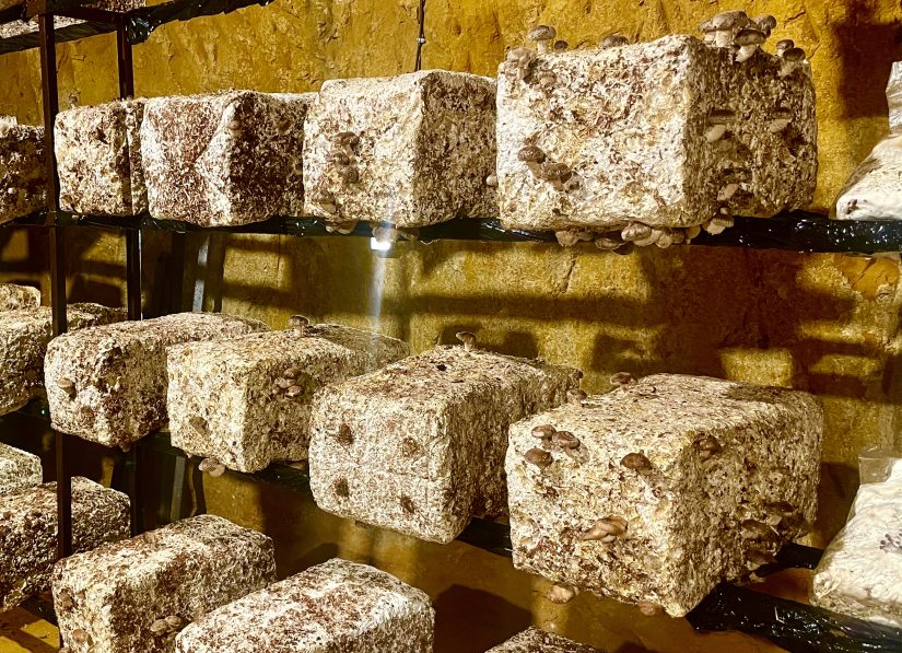 Des champignons cultivés dans d’anciennes mines d’ocre 5