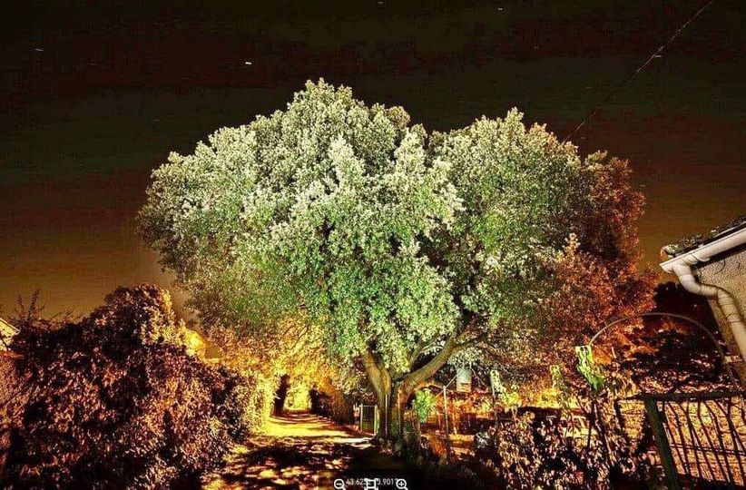 Chêne vert Castelnau-le-Lez