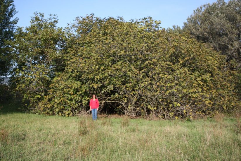 figuier et le noyer de Coudoux