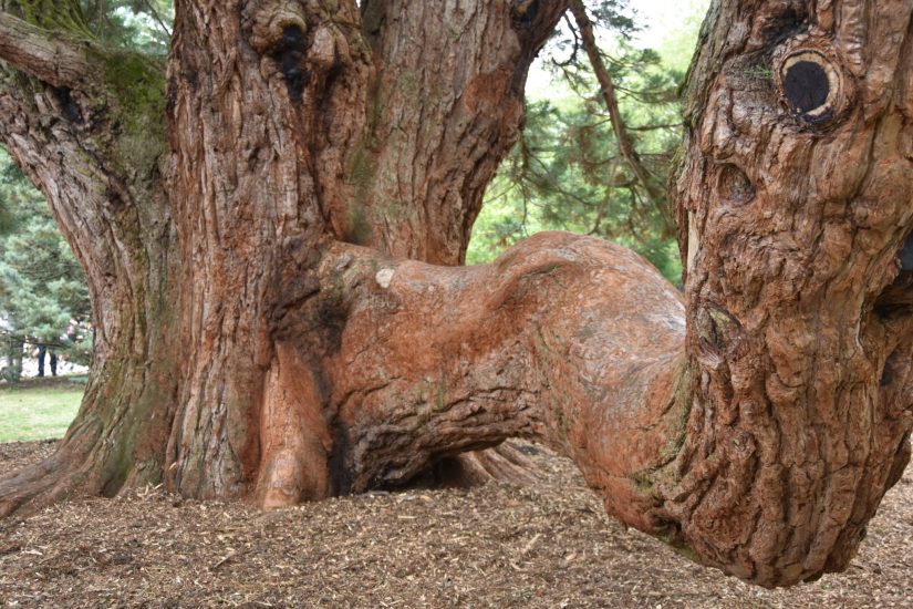 Parc de la Duchesse Porthmouth