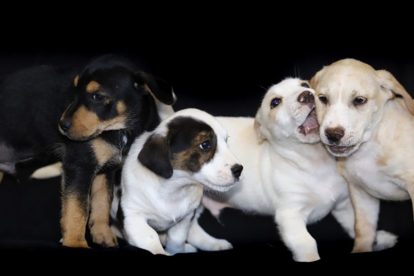 photo-animaux-abandonnes-spa-adoption