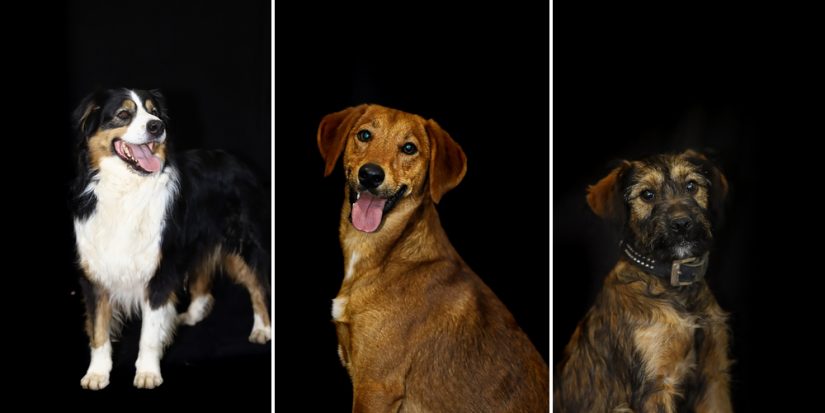 photos-chiens-abandonnes-guillaume-playez