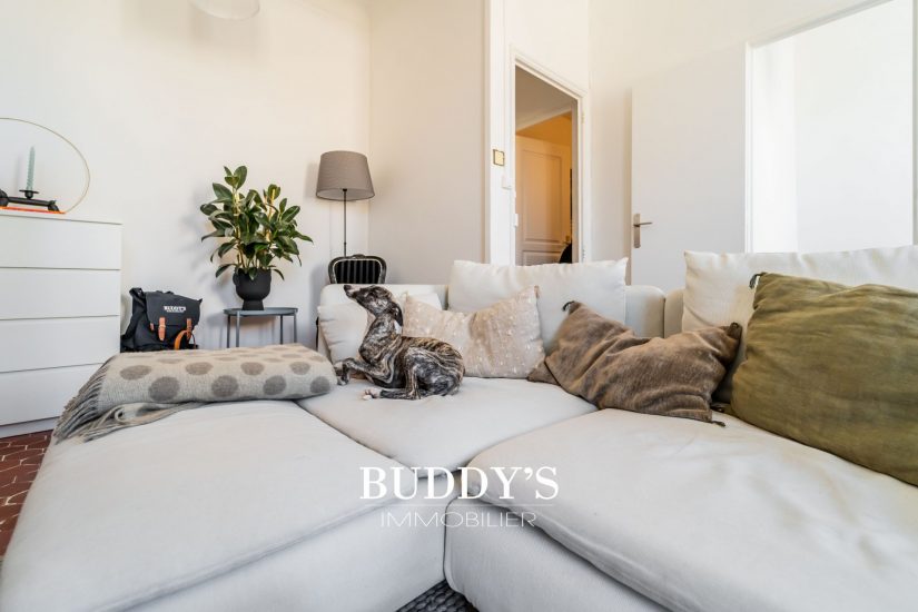 tequila-adoption-chien-spa