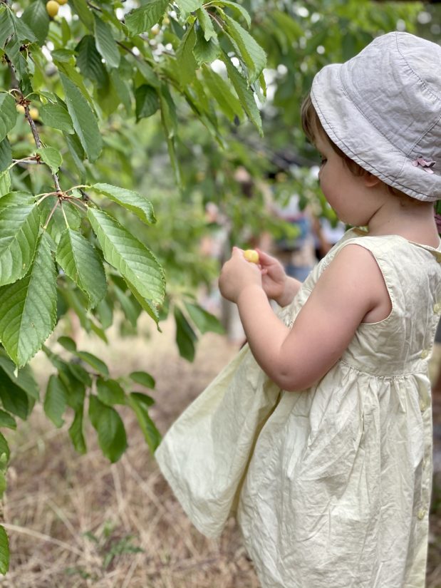 cerises ''Grappe d'or''