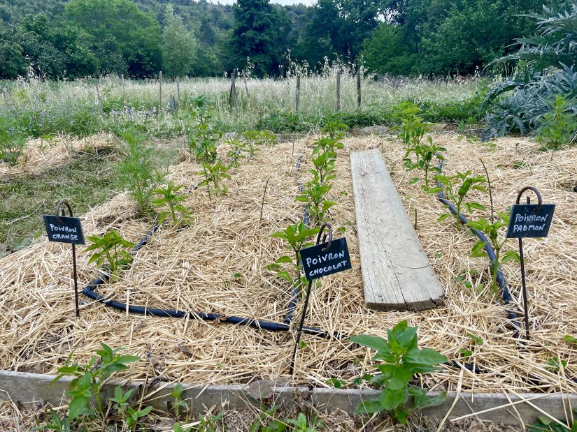 Un conservatoire de vergers anciens 9