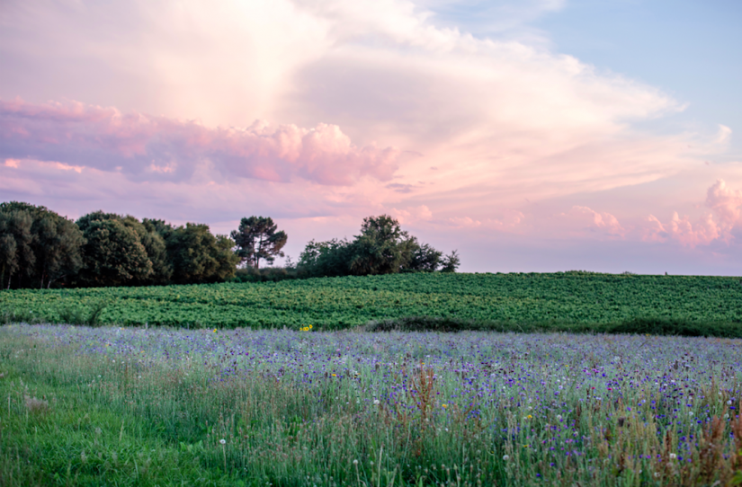 Tariquet en lutte contre l’urgence climatique 3