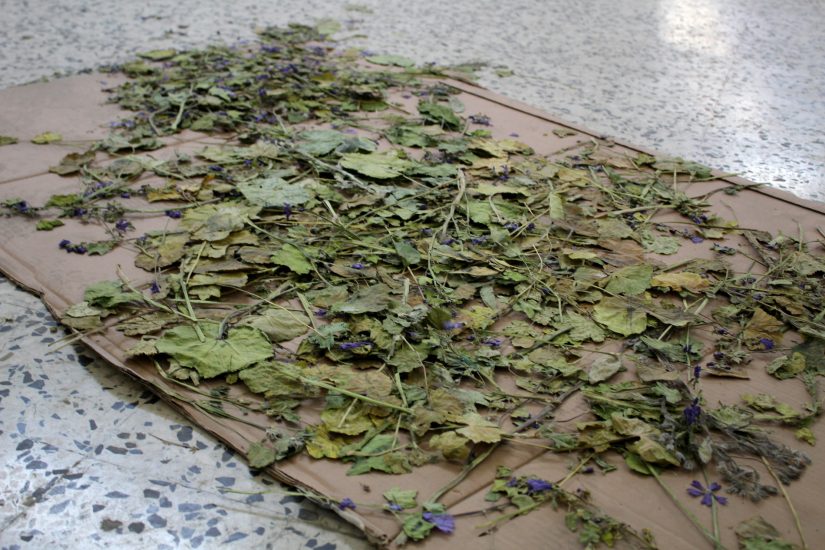 mauve-adelaide-almendra