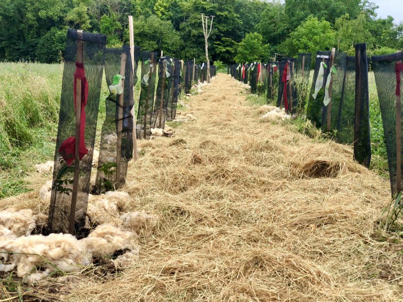 Reconstituer les haies dans les champs, une urgence 7