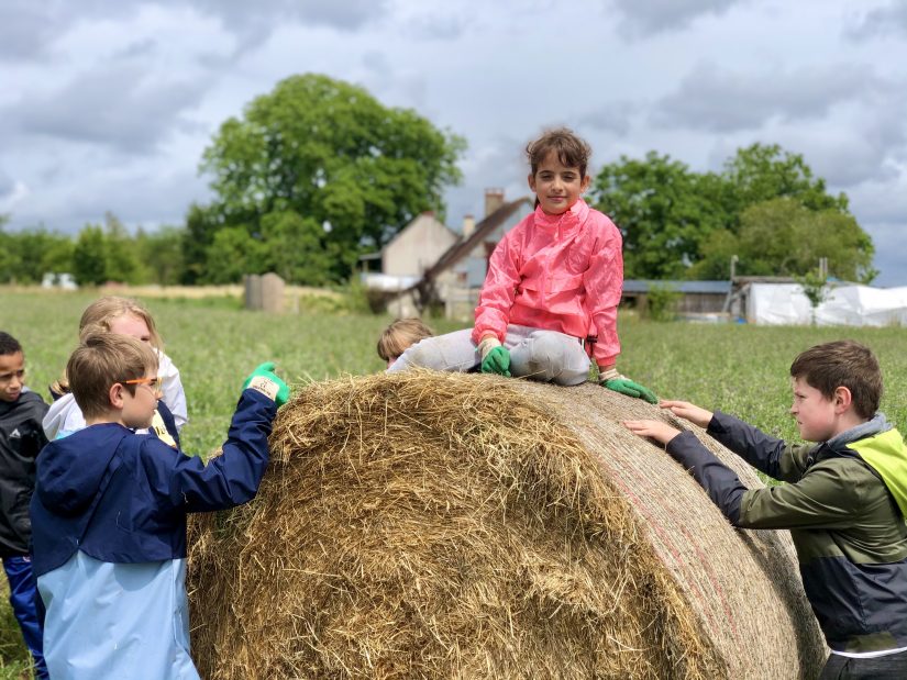Reconstituer les haies dans les champs, une urgence 