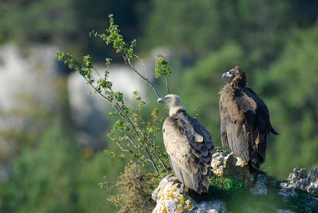 Pourquoi les vautours voltigent à nouveau au-dessus du Massif Central 1