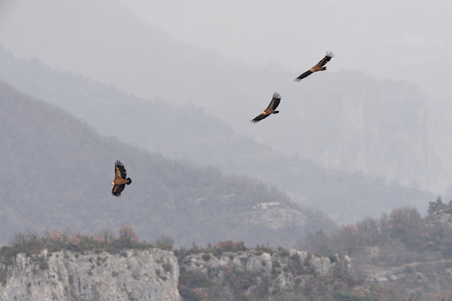 Pourquoi les vautours voltigent à nouveau au-dessus du Massif Central 2