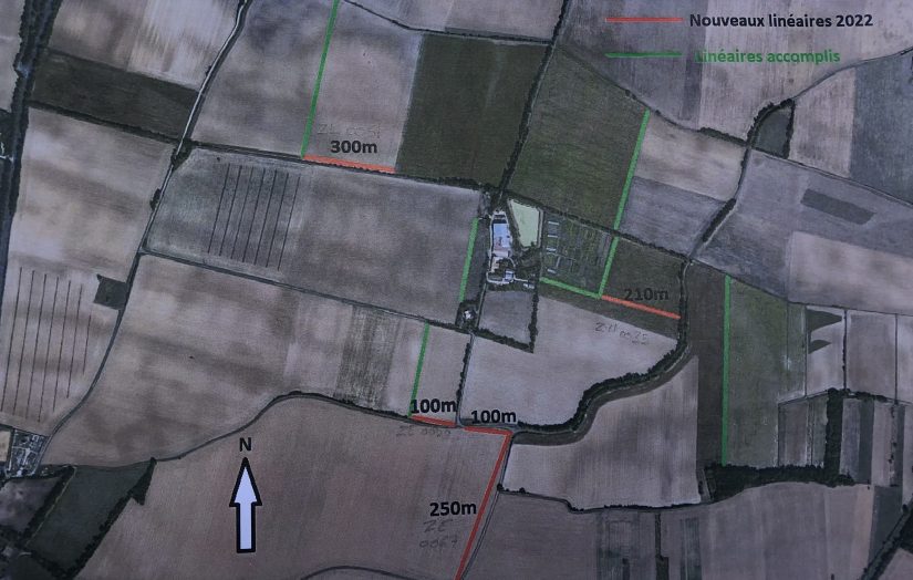 Reconstituer les haies dans les champs, une urgence 2