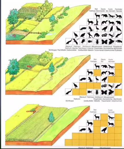 Reconstituer les haies dans les champs, une urgence  3
