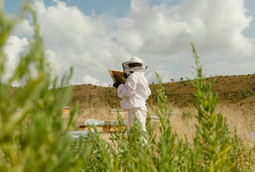 Château Galoupet, modèle de biodiversité et d’éco-responsabilité 1