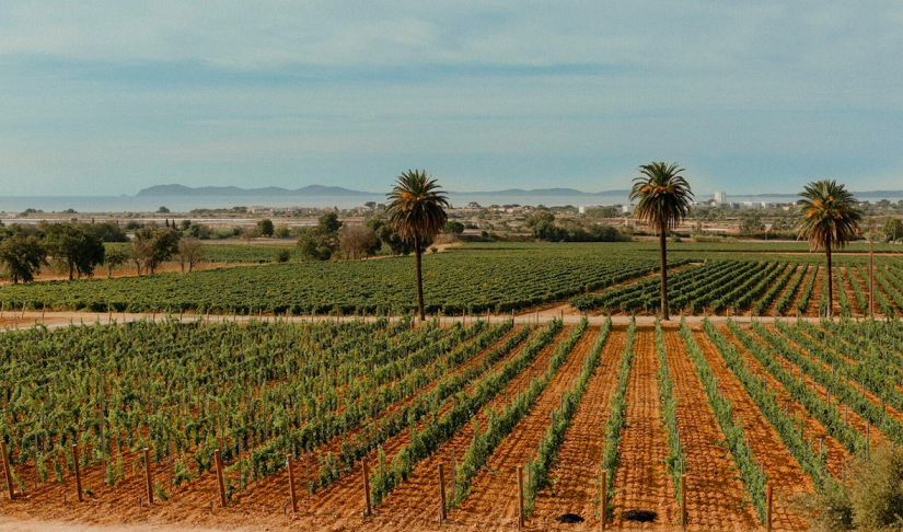 Château Galoupet, modèle de biodiversité et d’éco-responsabilité 2
