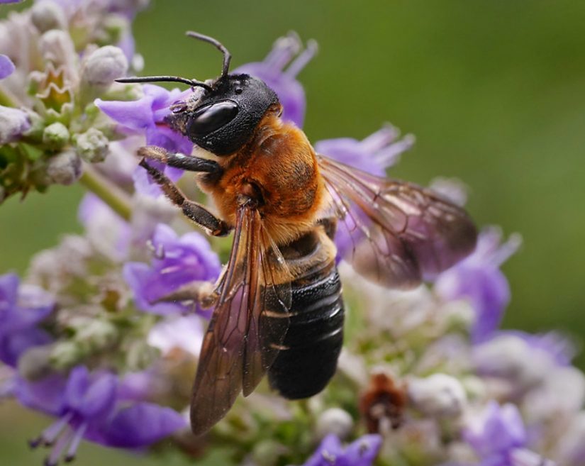megachile-sculpturalis-abeille-geante-exotique