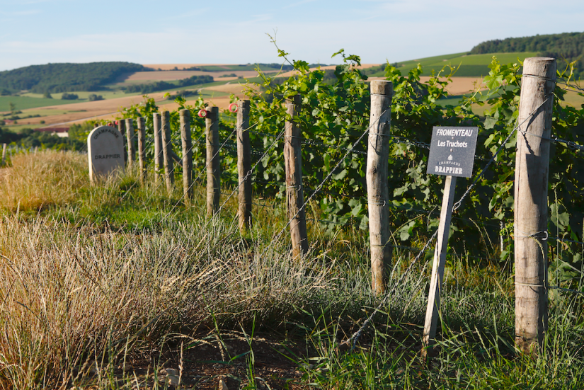 Drappier, vert de la vigne au cargo