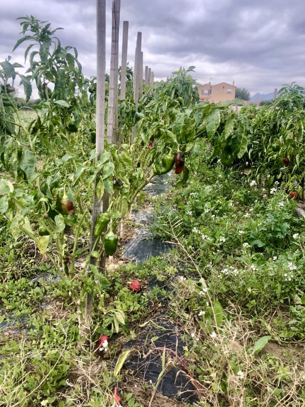 Ferme des Roselières