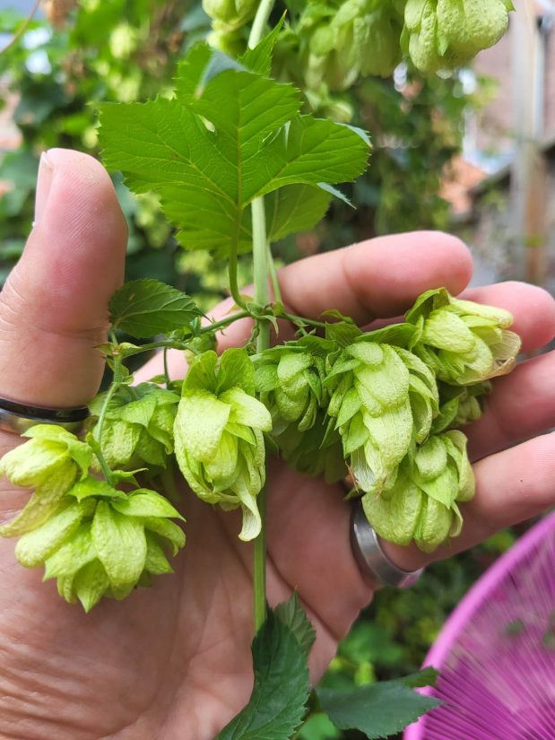 Quand la bière contribue à faire vivre tout un quartier 3