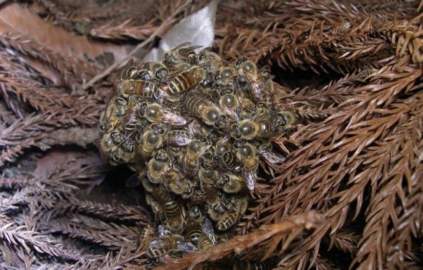 heat-balling-abeille-frelon