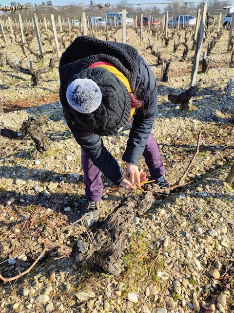 Une École de la Vigne et du savoir-être en Médoc 2