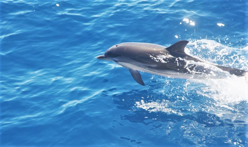 Les bons gestes à adopter envers les dauphins et les cétacés