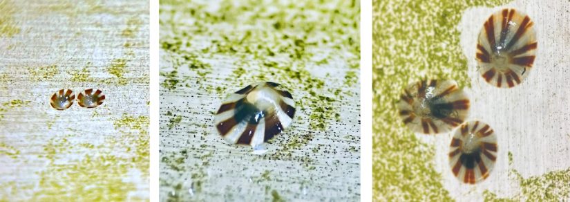 maitrise-reproduction-patelle-geante-juvenile