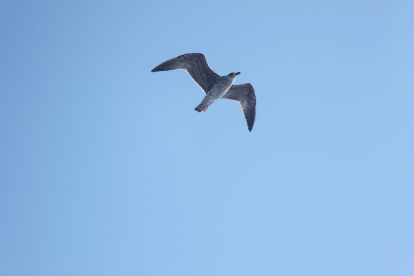 protection-biodiversite-milieu-marin