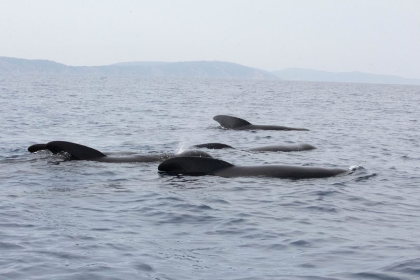protection-cetace-mediterranee-whale-watching