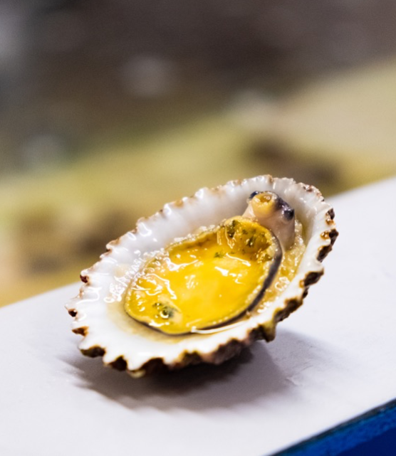 Un mollusque méditerranéen sauvé de la disparition grâce à des chercheurs corses 1