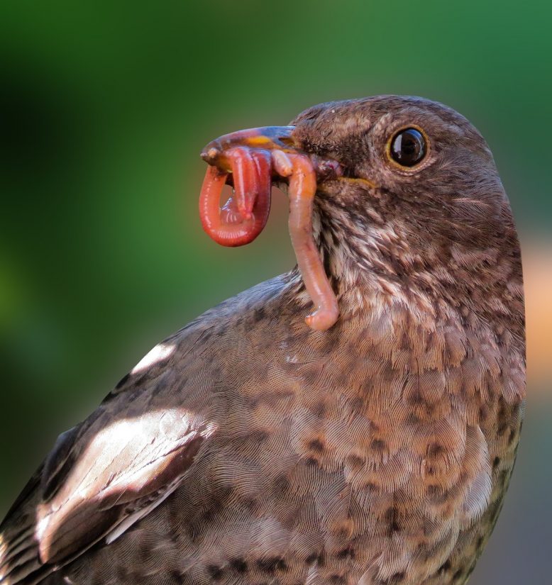 oiseau mangeant un ver de terre
