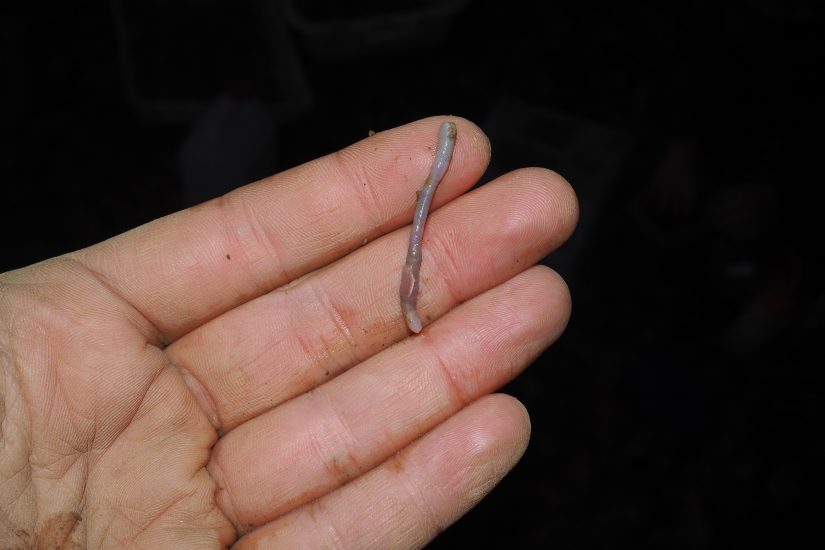 « Sans ver de terre, il n’y a plus d’humain « 1