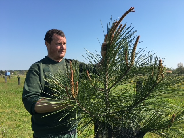 Verger à graines : repeupler les forêts du nord grâce aux arbres du sud 2