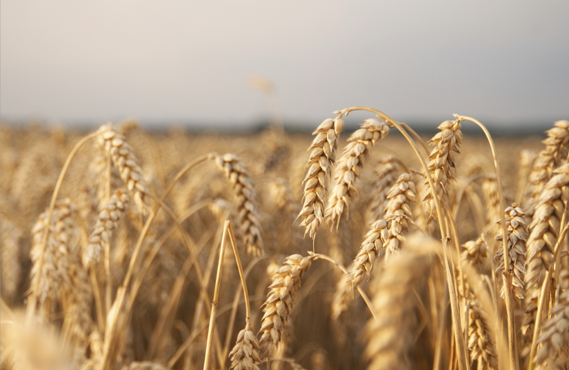 Pernod-Ricard accélère l’économie circulaire 1