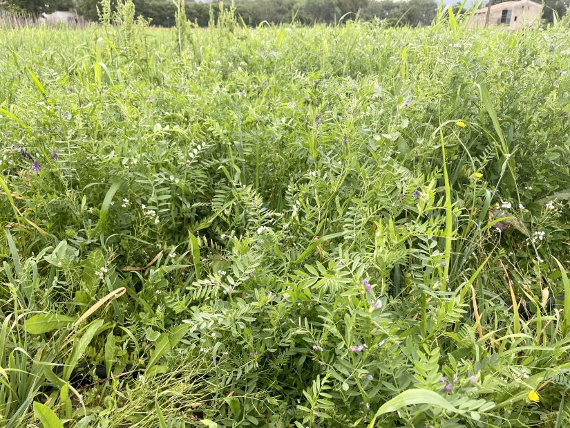 Rotation des cultures