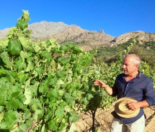 Le vignoble corse, toujours plus éco-responsable 1