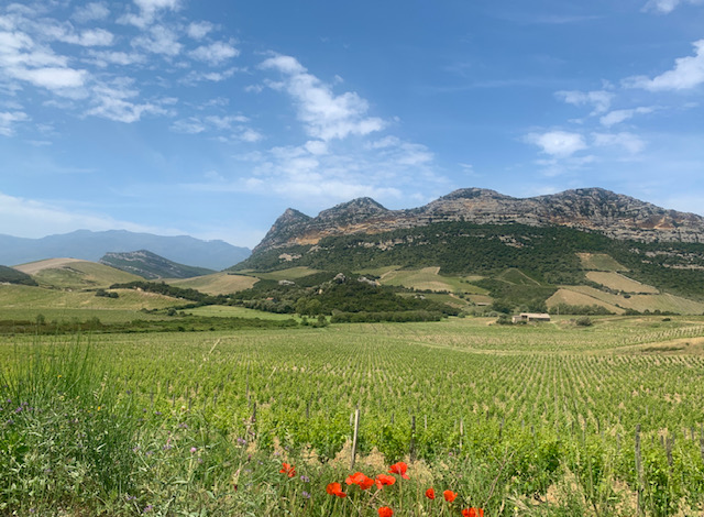 Le vignoble corse, toujours plus éco-responsable 3