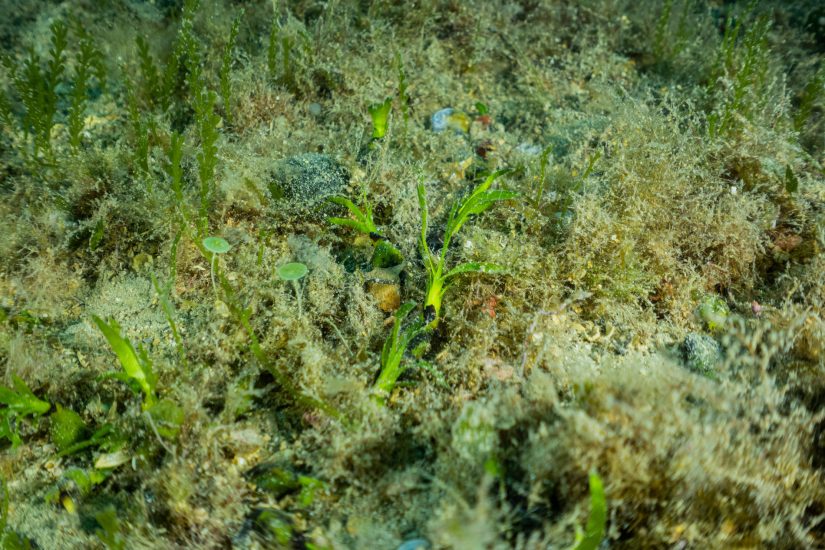 Posidonie : la replanter… mais surtout la préserver 4