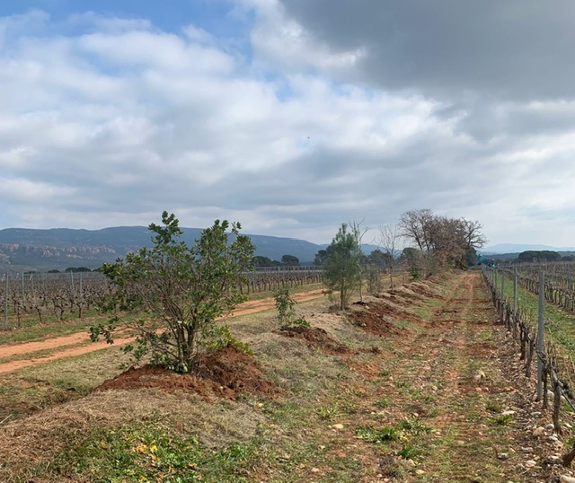 Chez les Vignerons Engagés, des militantes comme Sainte-Roseline et Les Demoiselles 4