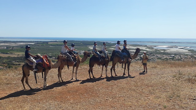 Le dromadaire a une sacrée bosse écolo 2