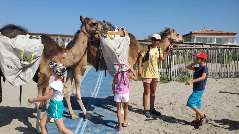 Le dromadaire a une sacrée bosse écolo 3