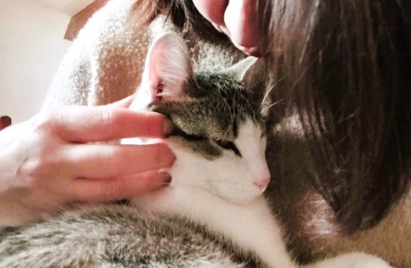 Une application de conseils véto à portée de patte 1